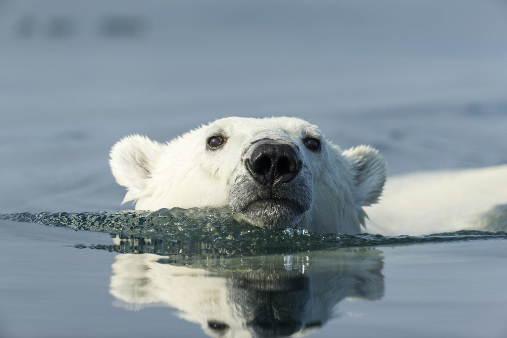 Detail of Swimming Polar Bear, Hudson Bay, Nunavut, Canada by Anonymous