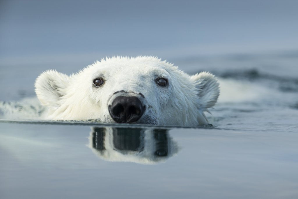Detail of Swimming Polar Bear, Hudson Bay, Nunavut, Canada by Anonymous