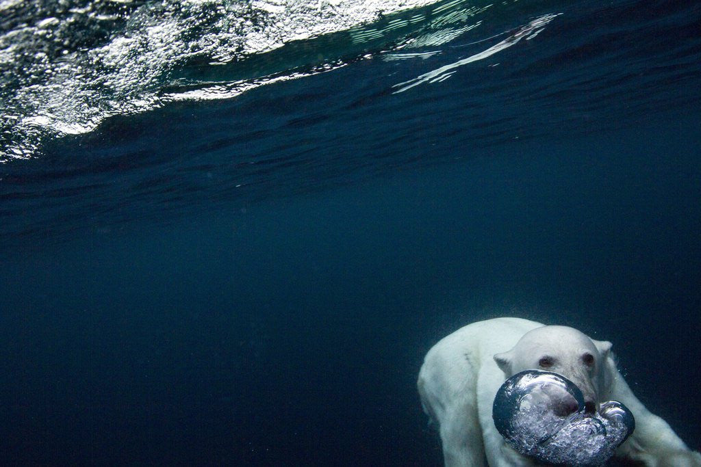 Detail of Underwater Polar Bear near Frozen Strait, Nunavut, Canada by Anonymous