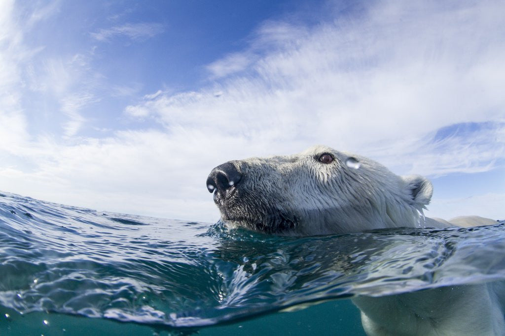 Detail of Underwater Polar Bear near Frozen Strait, Nunavut, Canada by Anonymous