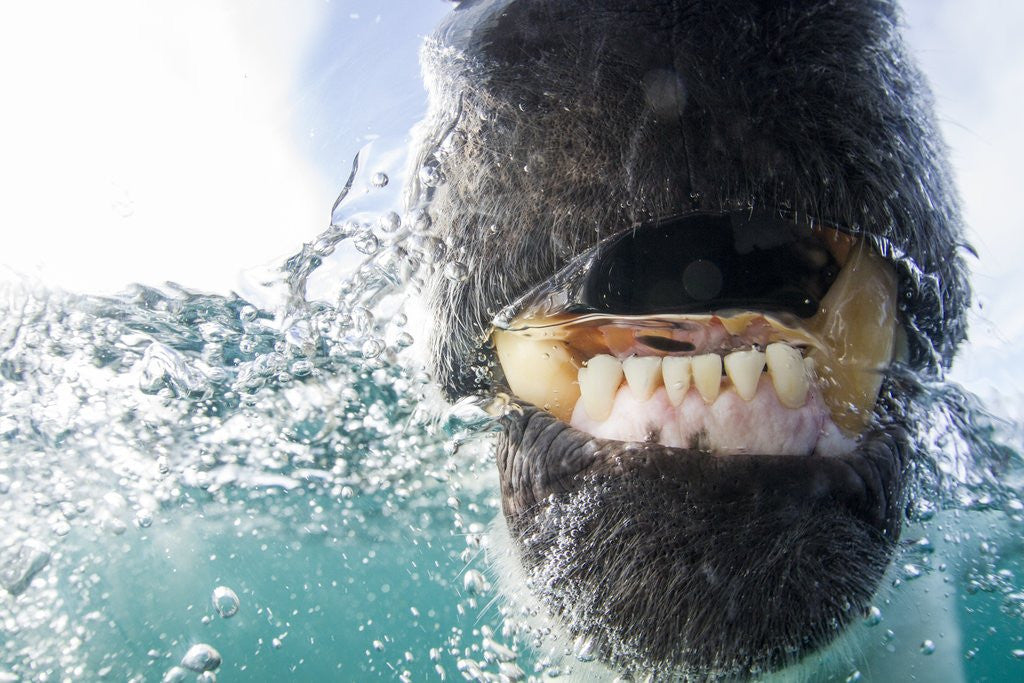 Detail of Underwater Polar Bear by Harbour Islands, Nunavut, Canada by Anonymous
