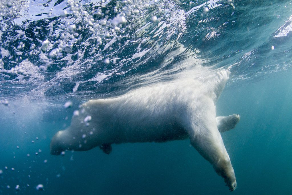 Detail of Underwater Polar Bear by Harbour Islands, Nunavut, Canada by Corbis