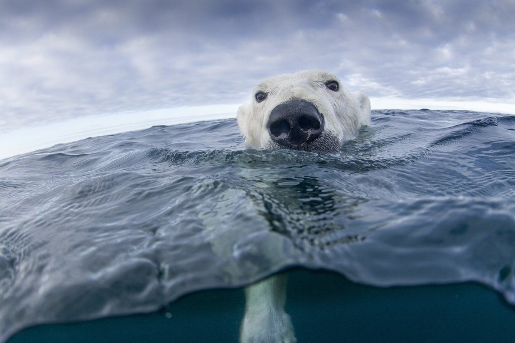 Detail of Polar Bear, Nunavut Territory, Canada by Anonymous