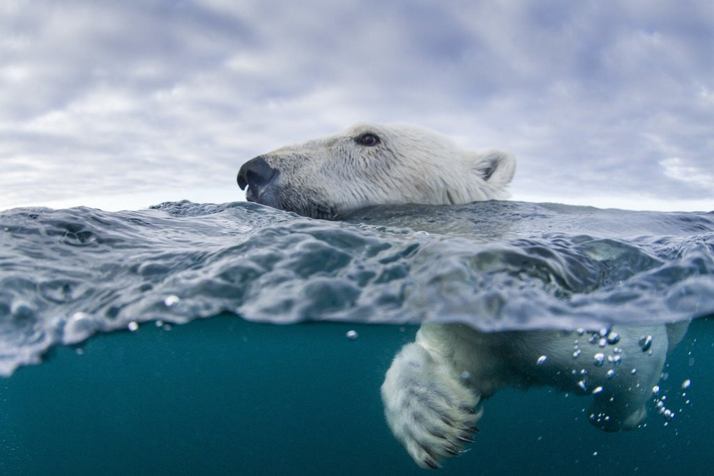 Detail of Underwater Polar Bear by Harbour Islands, Nunavut, Canada by Anonymous