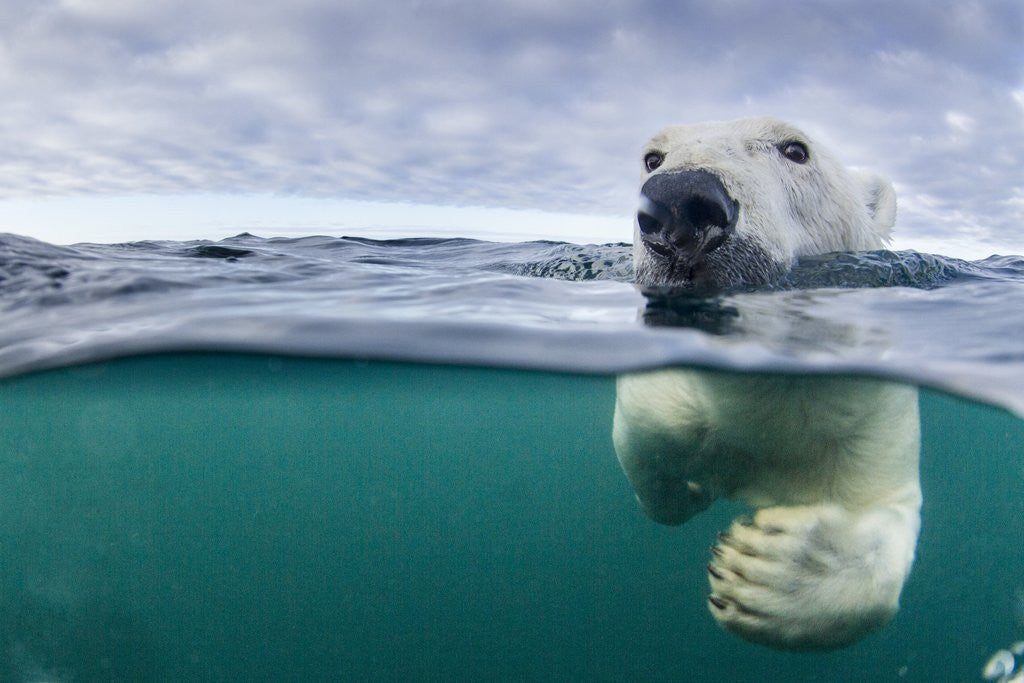 Detail of Underwater Polar Bear by Harbour Islands, Nunavut, Canada by Anonymous