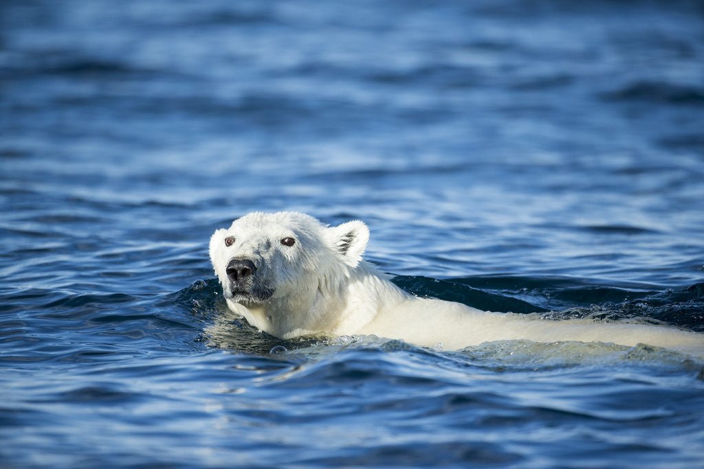 Detail of Polar Bear Swimming by Harbour Islands, Nunavut, Canada by Anonymous