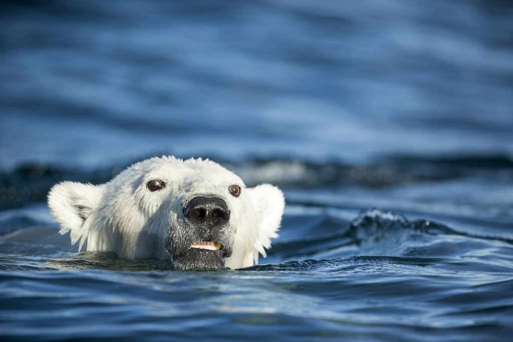 Detail of Polar Bear Swimming by Harbour Islands, Nunavut, Canada by Anonymous