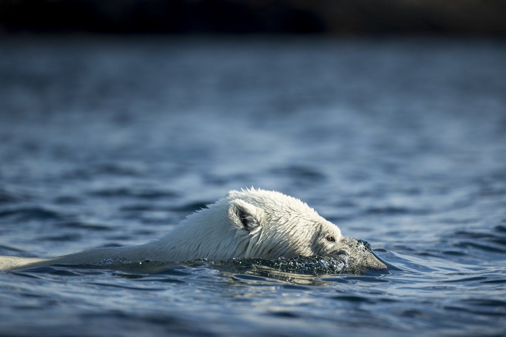 Detail of Polar Bear Swimming by Harbour Islands, Nunavut, Canada by Anonymous