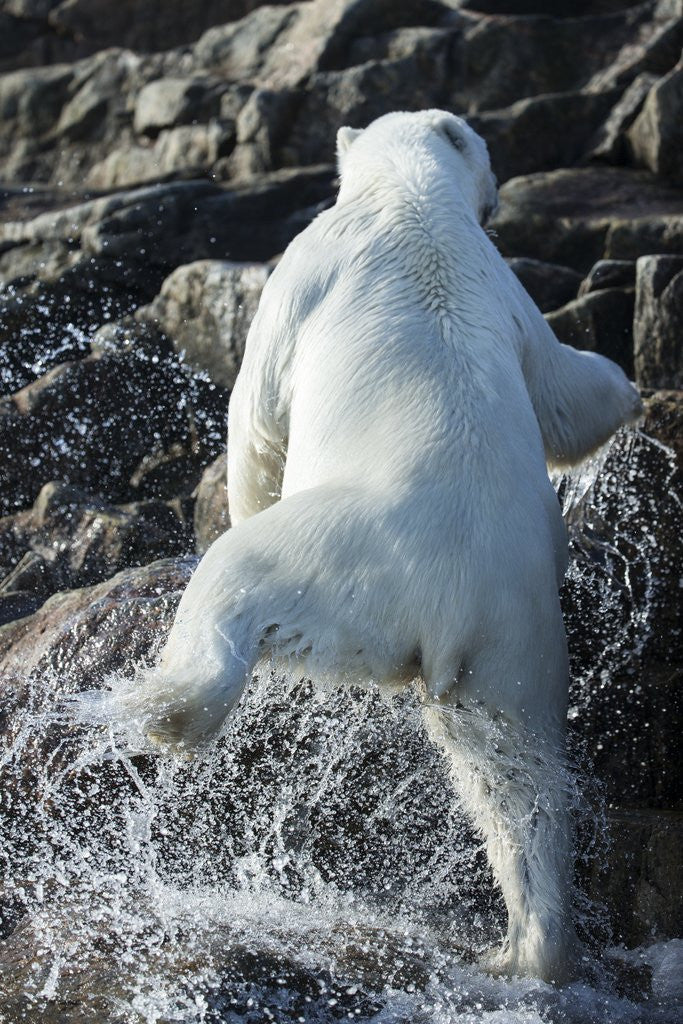 Detail of Polar Bear on Harbour Islands, Nunavut, Canada by Anonymous