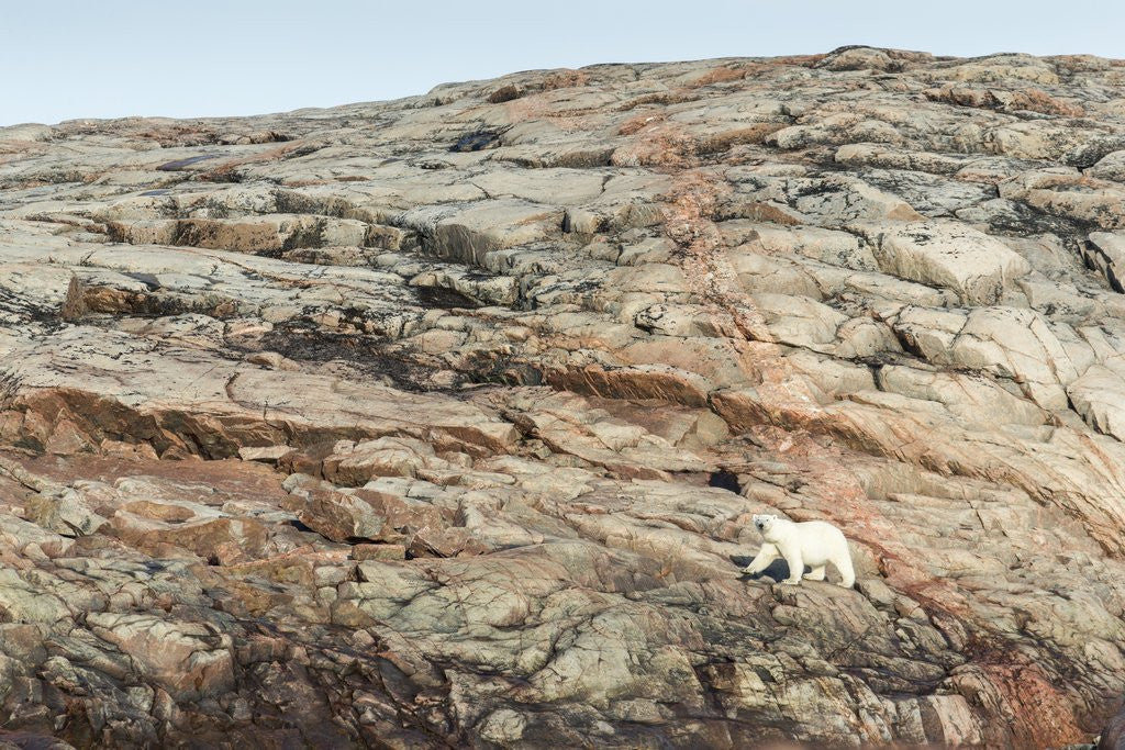 Detail of Polar Bear on Harbour Islands, Nunavut, Canada by Anonymous