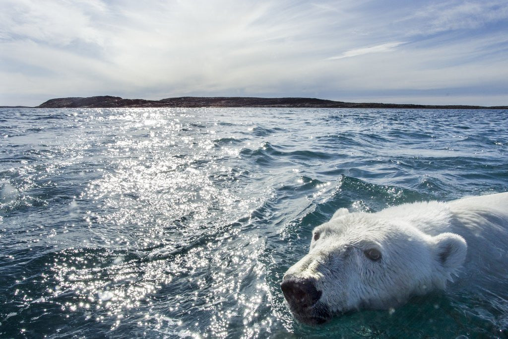 Detail of Polar Bear Swimming by Harbour Islands, Nunavut, Canada by Anonymous