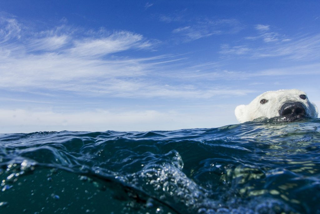 Detail of Polar Bear Swimming by Harbour Islands, Nunavut, Canada by Anonymous