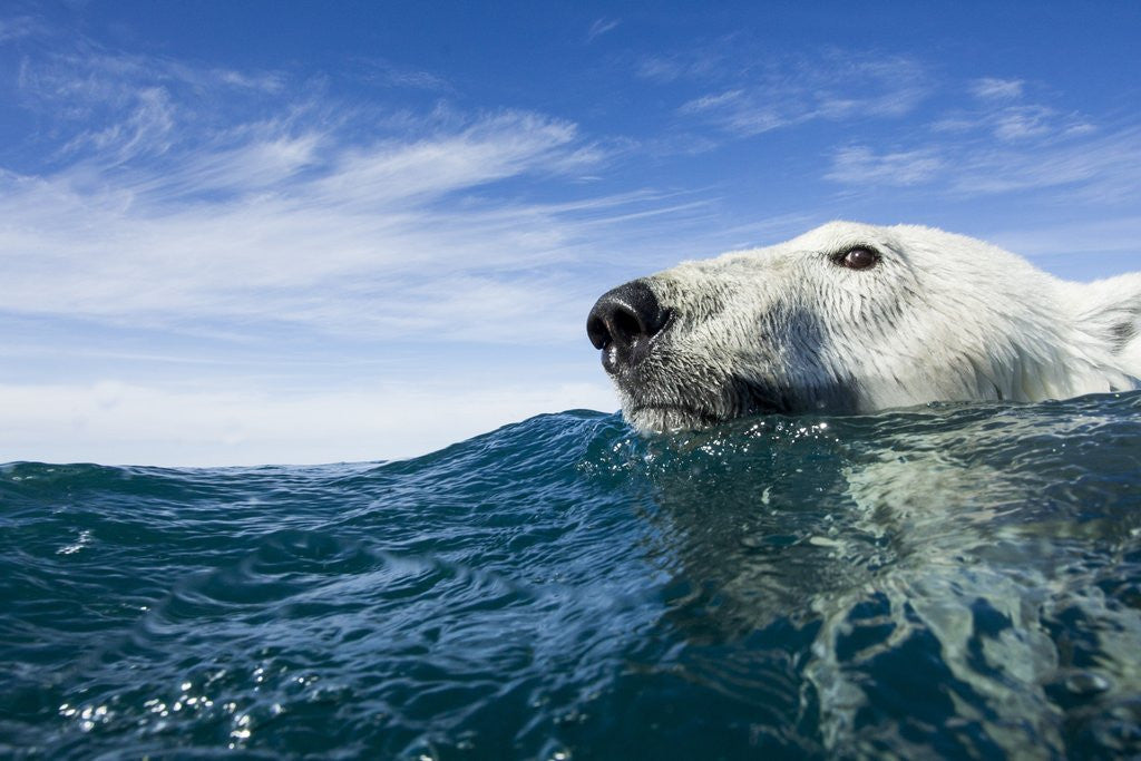 Detail of Polar Bear Swimming by Harbour Islands, Nunavut, Canada by Anonymous