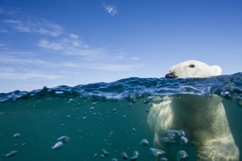Detail of Underwater Polar Bear by Harbour Islands, Nunavut, Canada by Anonymous