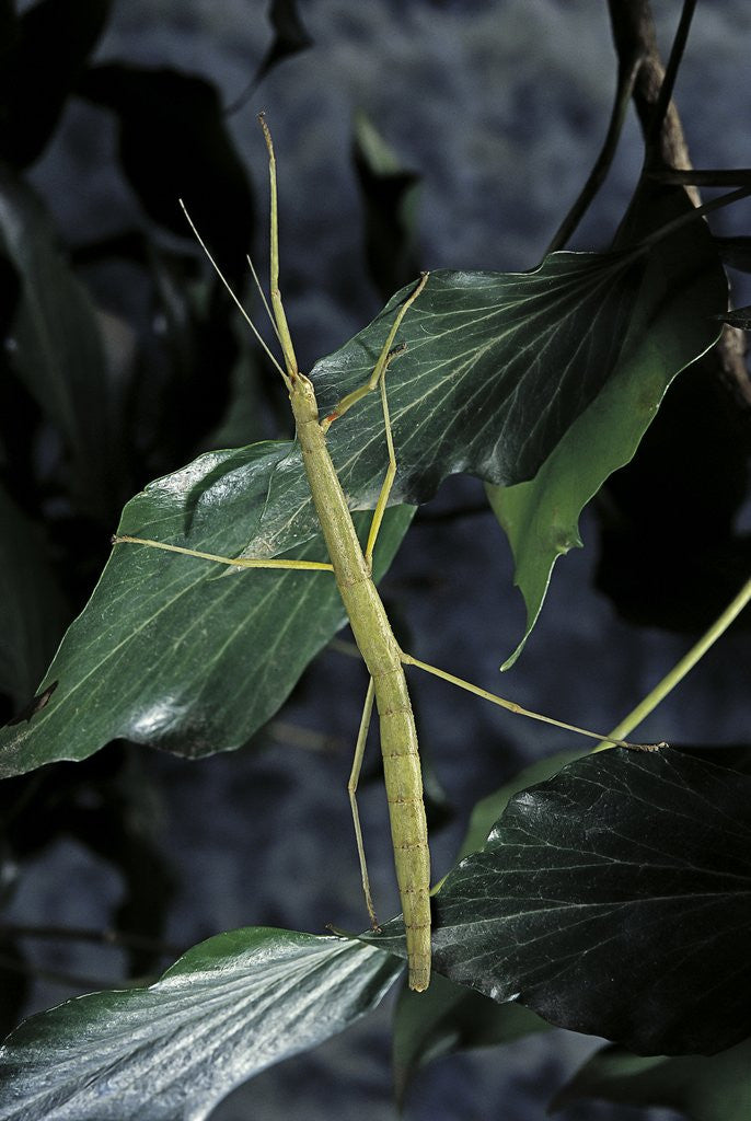 Detail of Carausius morosus (indian stick insect) by Anonymous