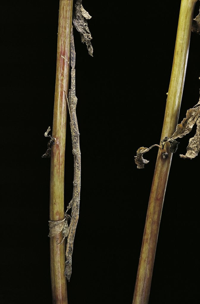 Detail of Carausius spinosus (pincer-end stick insect) by Corbis