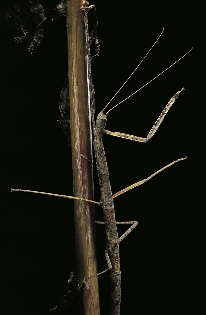 Detail of Carausius spinosus (pincer-end stick insect) by Anonymous