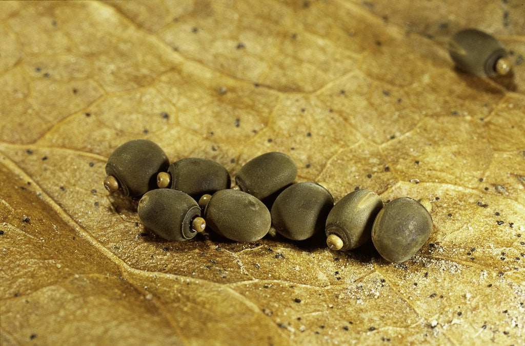 Detail of Carausius morosus (indian stick insect) - eggs by Corbis