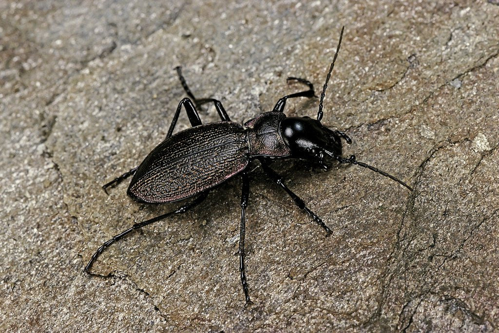 Detail of Cechenus pyrenaeus (ground beetle) by Anonymous