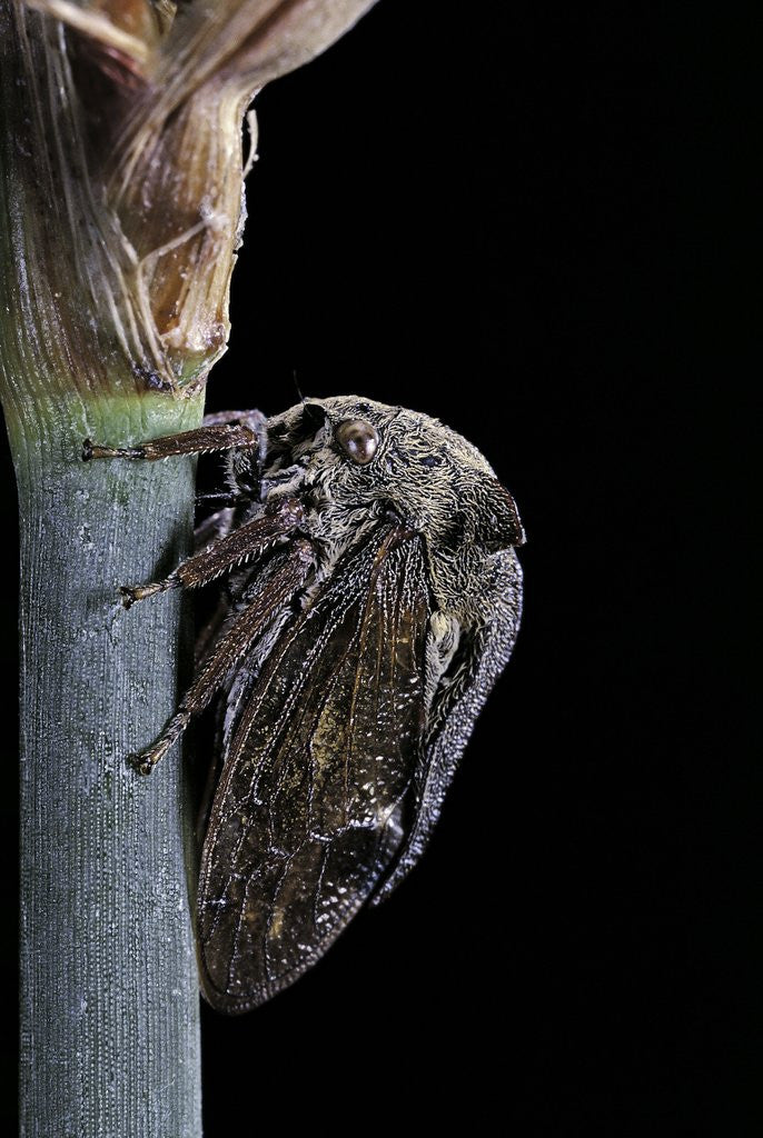 Detail of Centrotus cornutus (horned treehopper) by Corbis