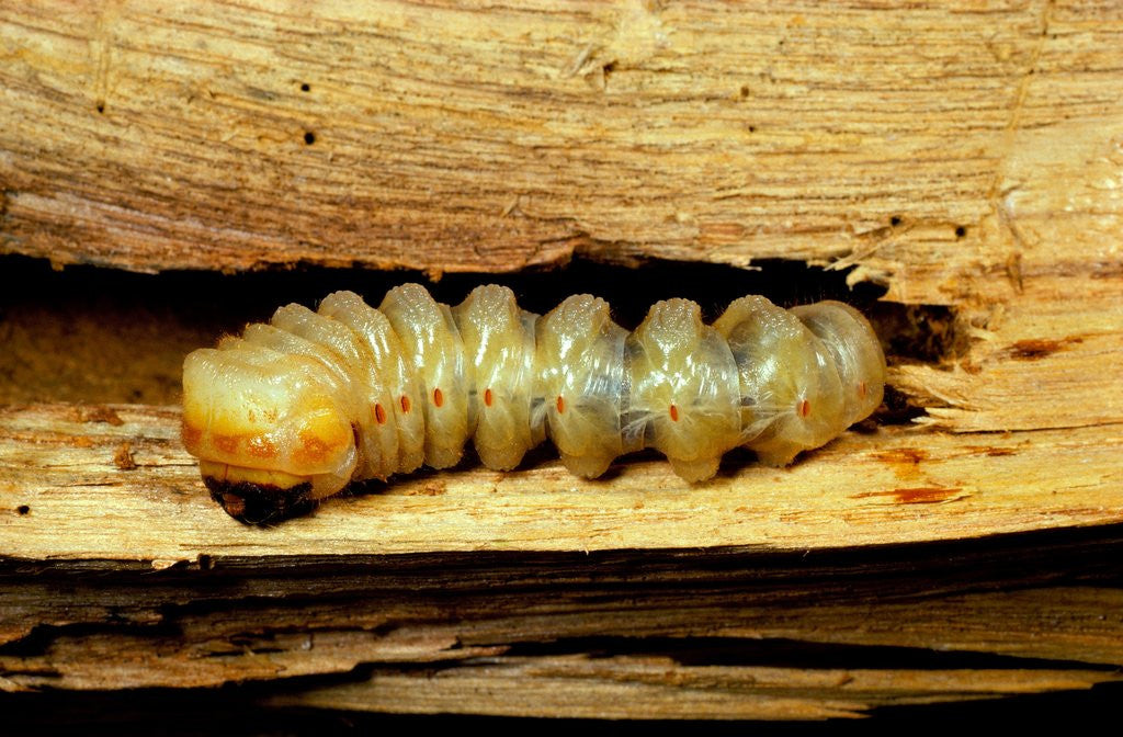 Detail of Cerambyx cerdo (great capricorn beetle) - larva by Anonymous