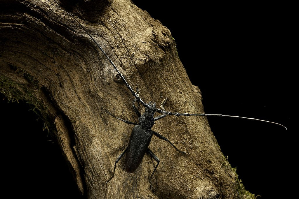 Detail of Cerambyx cerdo (great capricorn beetle) by Anonymous