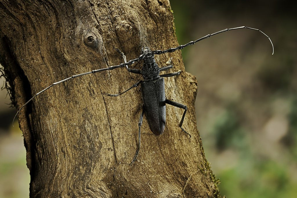 Detail of Cerambyx cerdo (great capricorn beetle) by Anonymous
