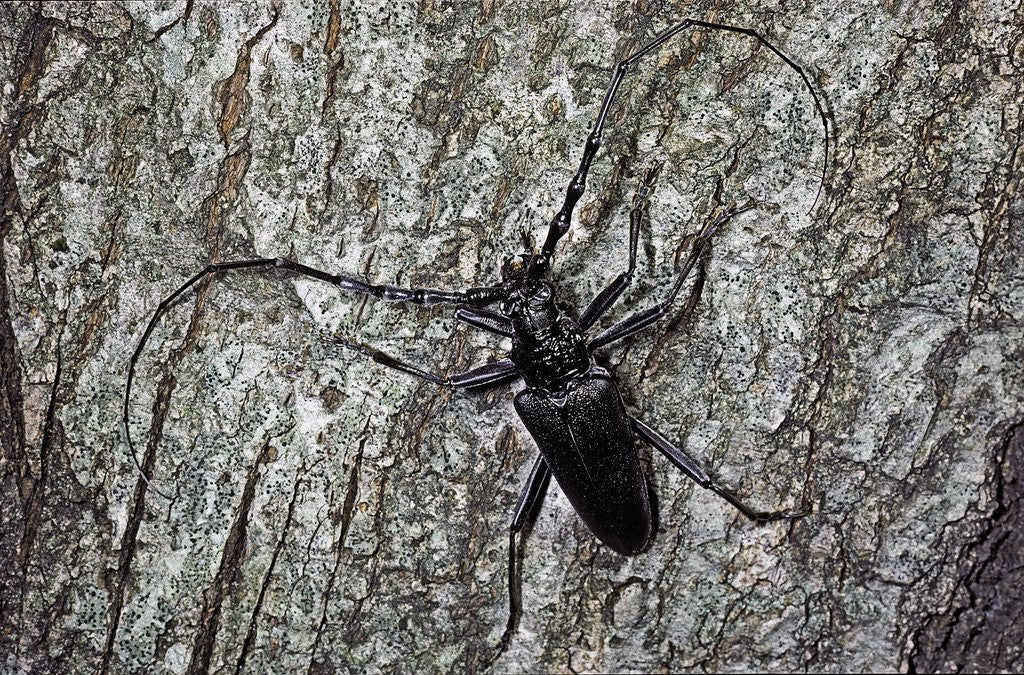 Detail of Cerambyx cerdo (great capricorn beetle) by Anonymous