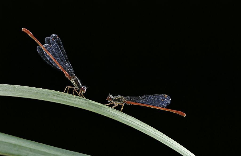 Detail of Ceriagrion tenellum (small red damselfly) by Anonymous