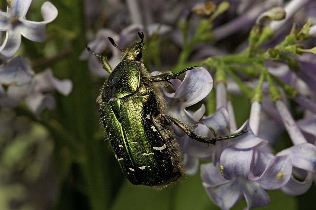 Detail of Cetonia aurata (rose chafer) by Anonymous