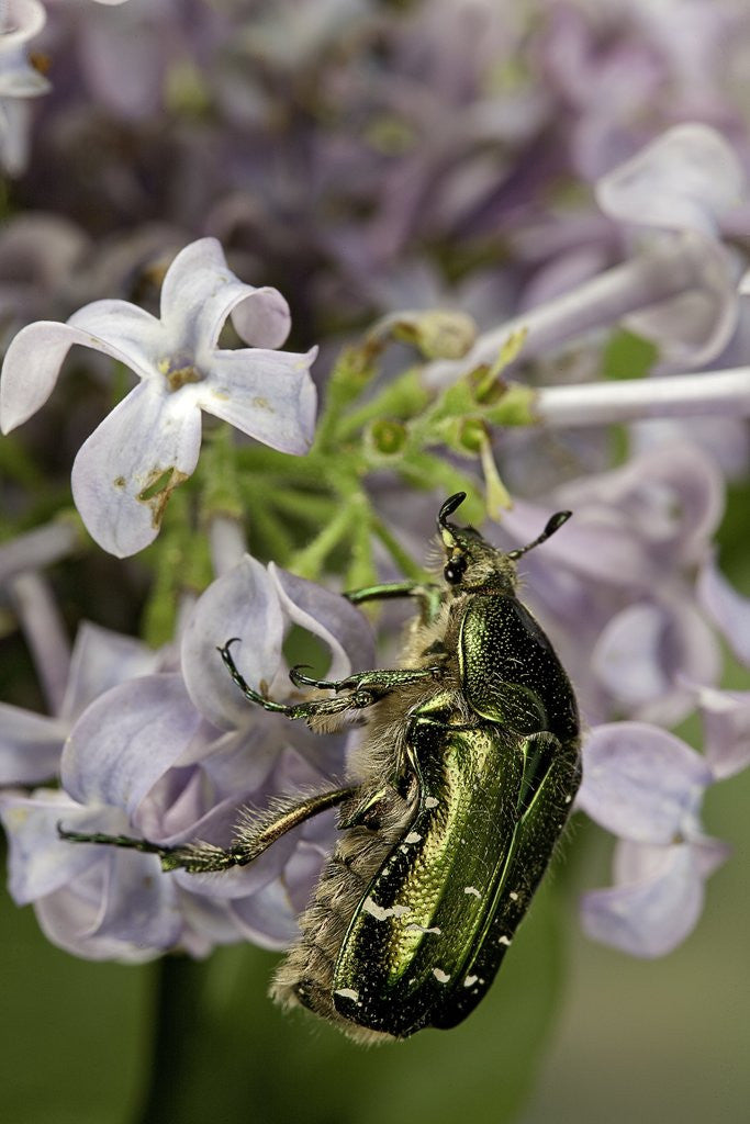 Detail of Cetonia aurata (rose chafer) by Anonymous