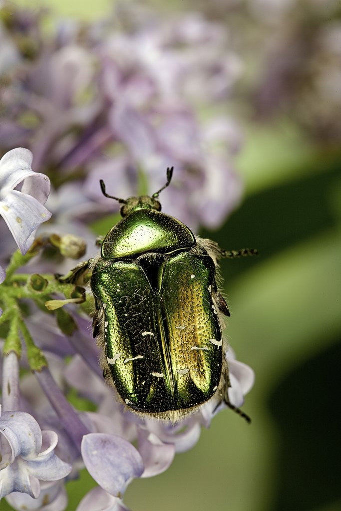 Detail of Cetonia aurata (rose chafer) by Anonymous