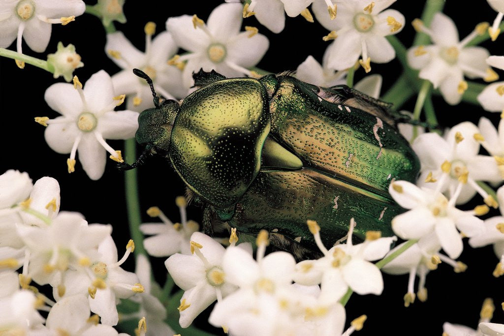 Detail of Cetonia aurata (rose chafer) by Anonymous