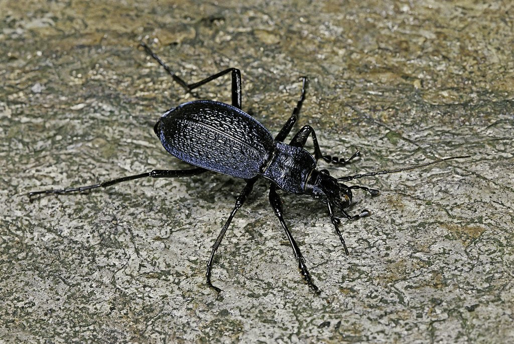 Detail of Carabus intricatus (blue ground beetle) by Anonymous