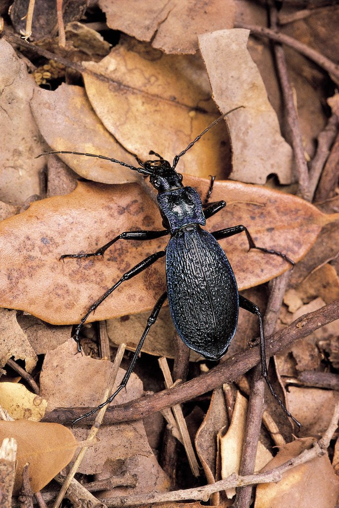 Detail of Carabus intricatus (blue ground beetle) by Anonymous