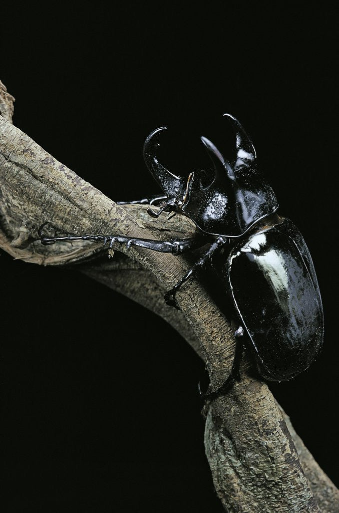 Detail of Chalcosoma atlas (atlas beetle) by Corbis