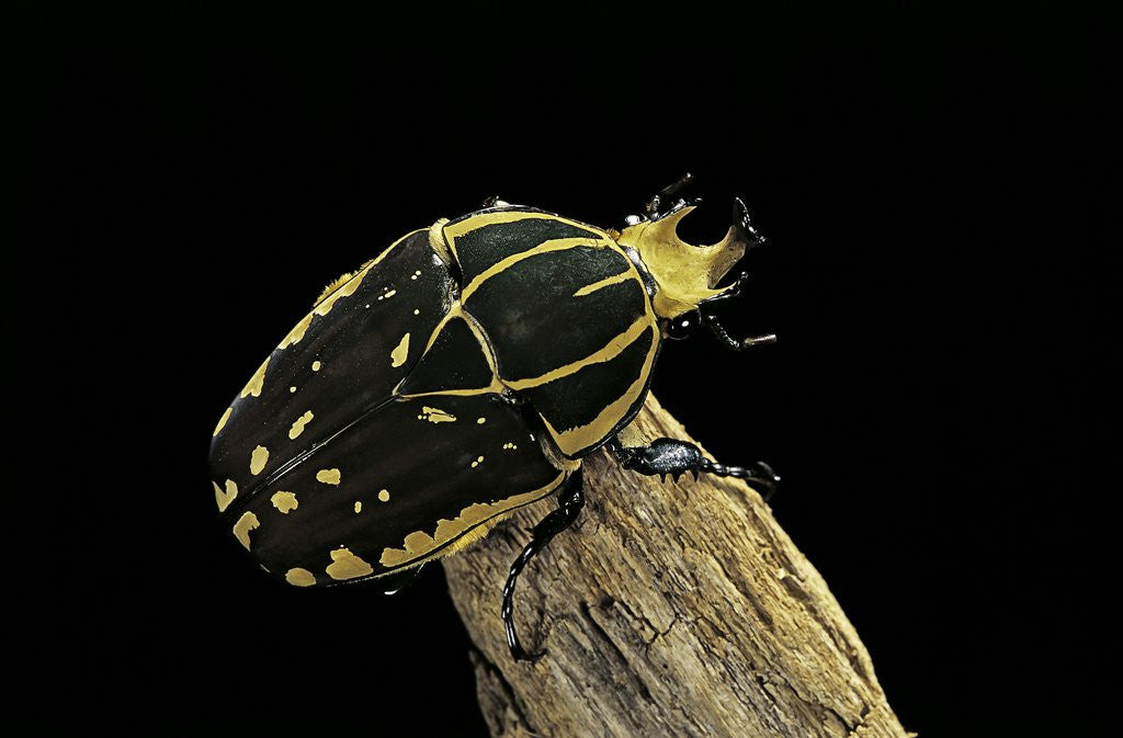 Detail of Chelorrhina polyphemus (flower beetle) by Anonymous