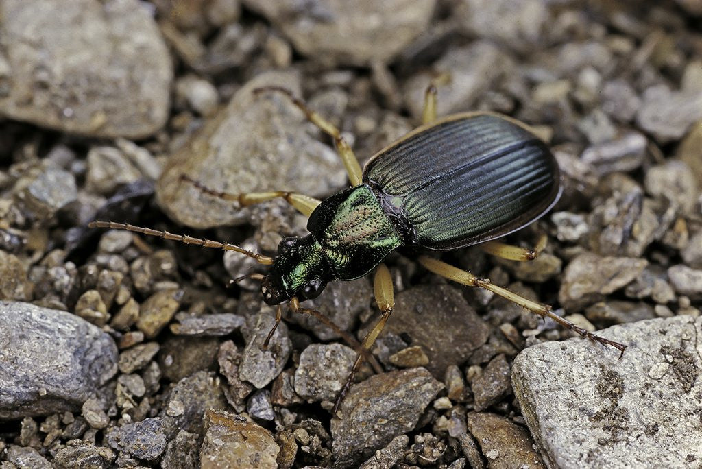 Detail of Chlaeniellus vestitus (ground beetle) by Anonymous