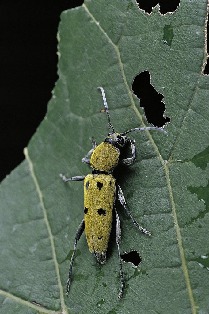 Detail of Chlorophorus glaucus (longhorn beetle) by Anonymous