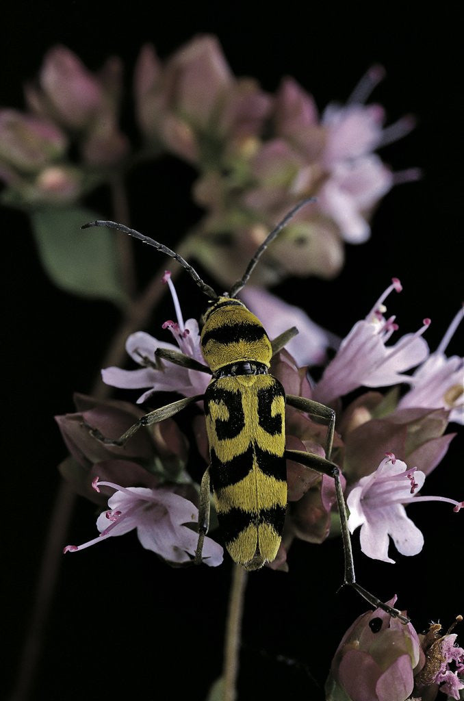Detail of Chlorophorus varius (longhorn beetle) by Anonymous