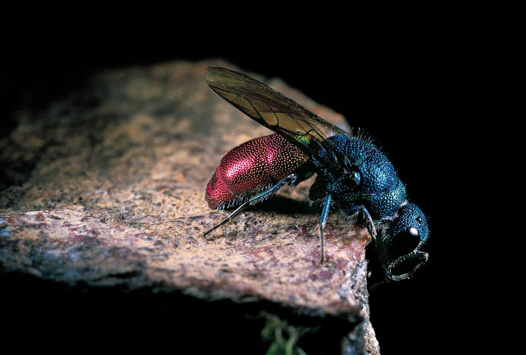 Detail of Chrysis ignita (common cuckoo wasp) by Anonymous