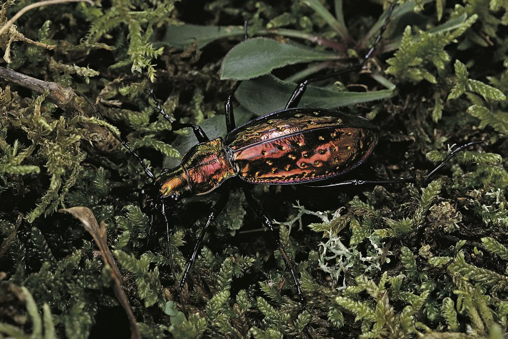 Detail of Carabus rutilans (ground beetle) by Anonymous