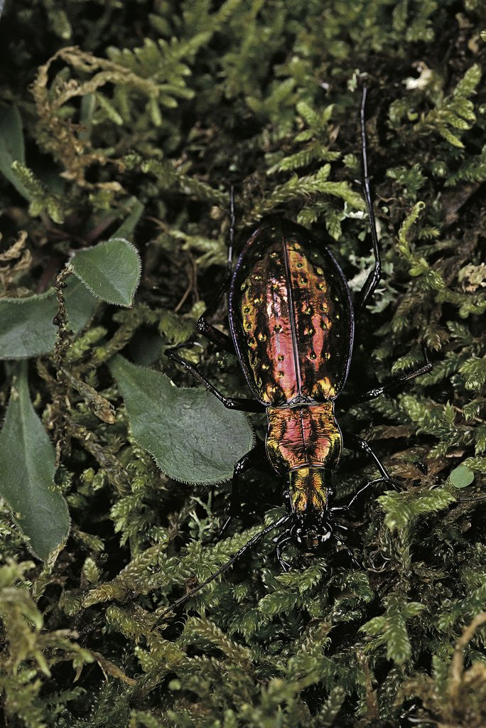 Detail of Carabus rutilans (ground beetle) by Anonymous