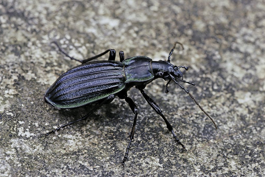 Detail of Carabus solieri altamontanus (ground beetle) by Anonymous