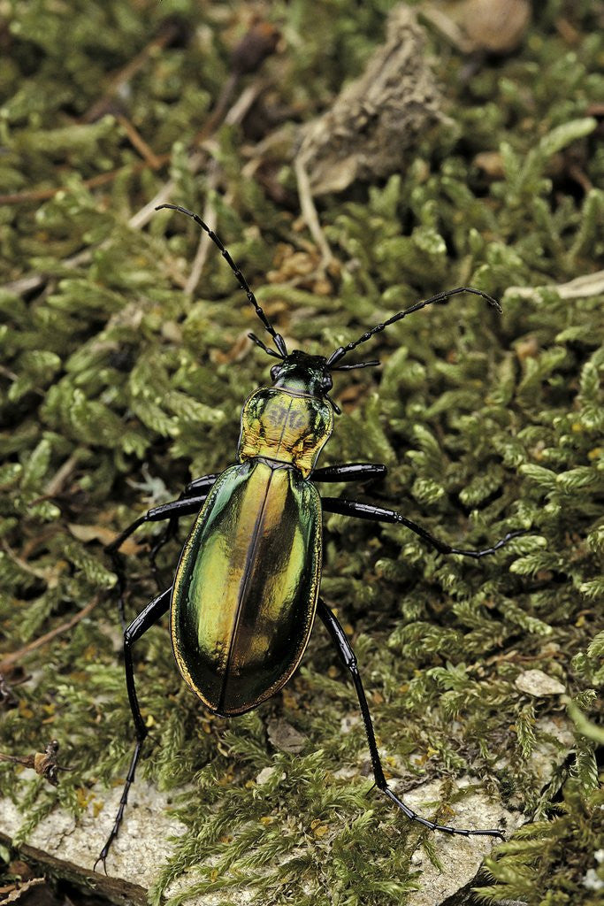 Detail of Carabus splendens lapurdanus (ground beetle) by Anonymous