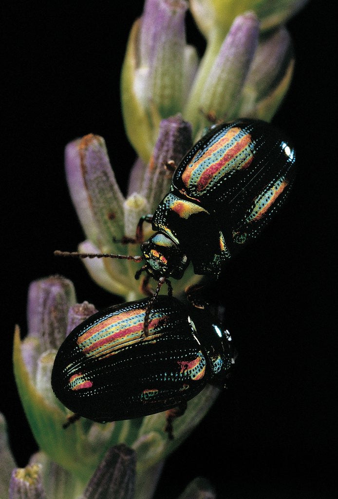 Detail of Chrysolina americana (rosemary beetle) by Anonymous
