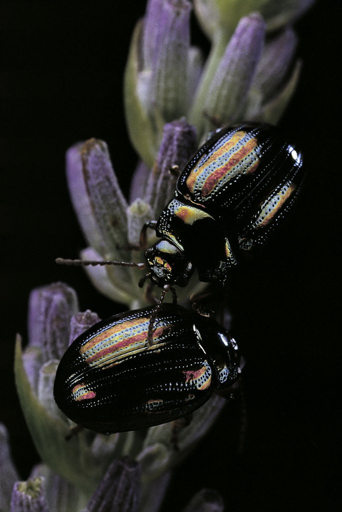 Detail of Chrysolina americana (rosemary beetle) by Corbis