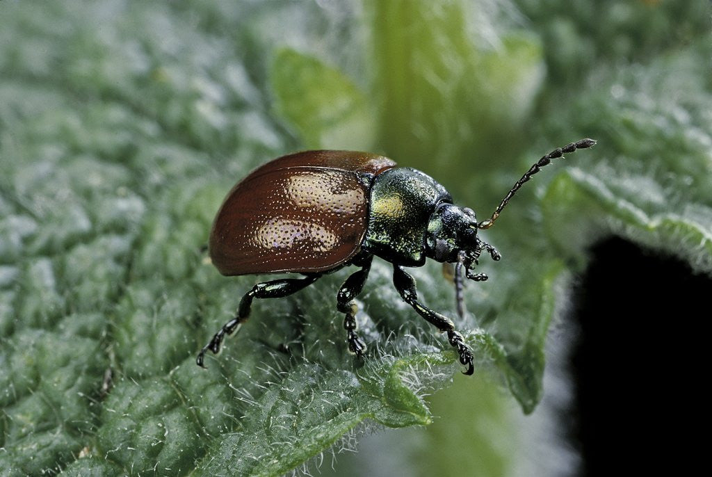 Detail of Chrysolina polita (leaf beetle) by Corbis