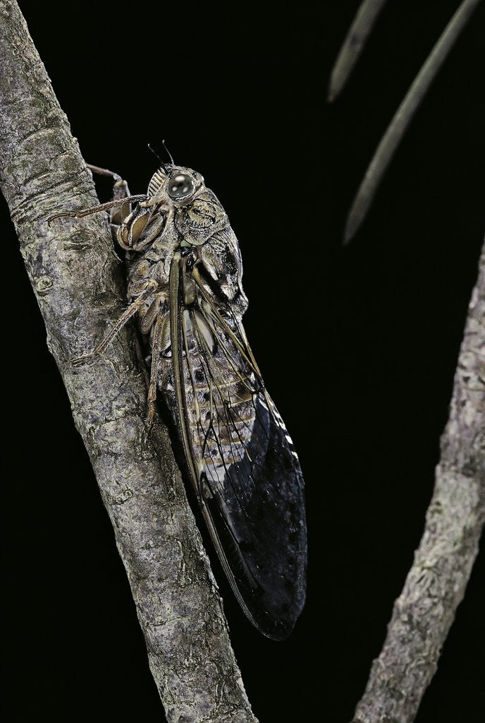 Detail of Cicada orni by Corbis