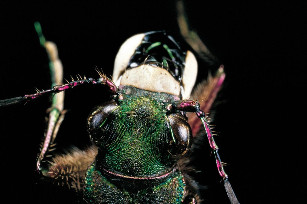 Detail of Cicindela campestris (green tiger beetle) by Anonymous